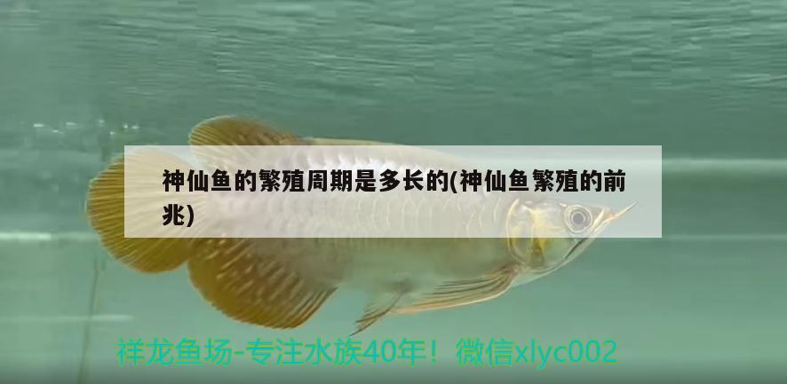 神仙魚的繁殖周期是多長的(神仙魚繁殖的前兆) 南美異型魚