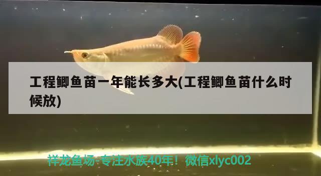 工程鯽魚苗一年能長多大(工程鯽魚苗什么時候放) 祥龍魚場