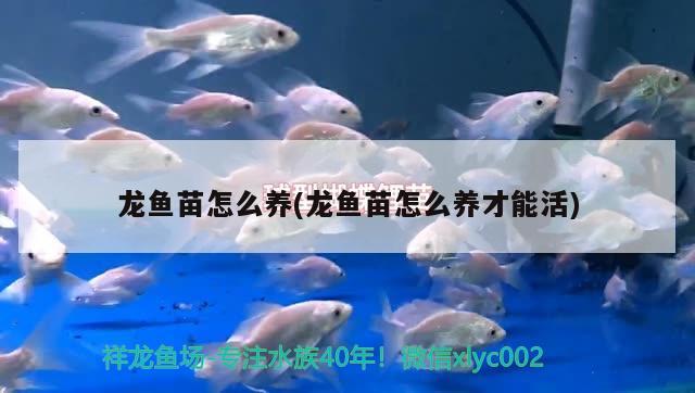 龍魚苗怎么養(yǎng)(龍魚苗怎么養(yǎng)才能活) 進口元寶鳳凰魚