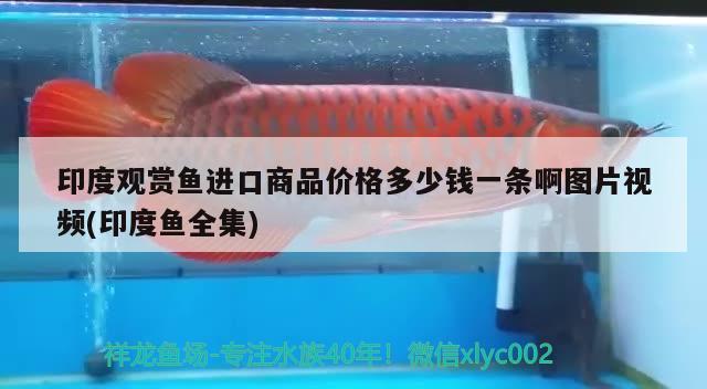 印度觀賞魚進口商品價格多少錢一條啊圖片視頻(印度魚全集) 觀賞魚進出口