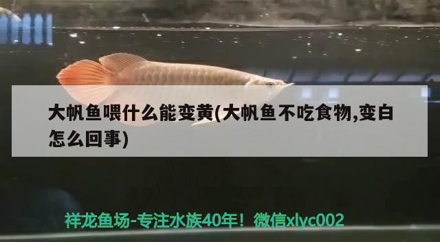 大帆魚喂什么能變黃(大帆魚不吃食物,變白怎么回事)