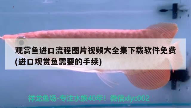 觀賞魚進口流程圖片視頻大全集下載軟件免費(進口觀賞魚需要的手續(xù))