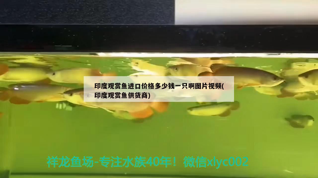 印度觀賞魚進口價格多少錢一只啊圖片視頻(印度觀賞魚供貨商)