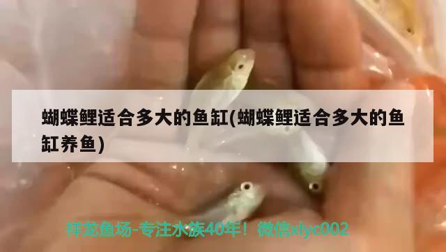 蝴蝶鯉適合多大的魚(yú)缸(蝴蝶鯉適合多大的魚(yú)缸養(yǎng)魚(yú)) 蝴蝶鯉