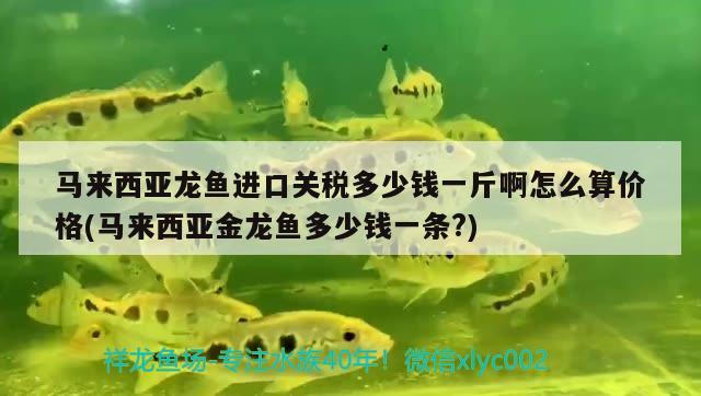 馬來西亞龍魚進(jìn)口關(guān)稅多少錢一斤啊怎么算價格(馬來西亞金龍魚多少錢一條?)