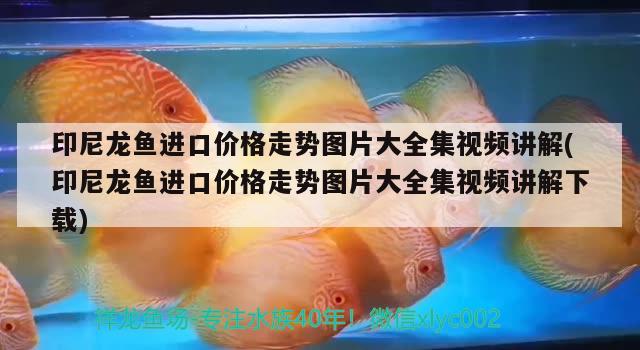 印尼龍魚進口價格走勢圖片大全集視頻講解(印尼龍魚進口價格走勢圖片大全集視頻講解下載) 觀賞魚進出口