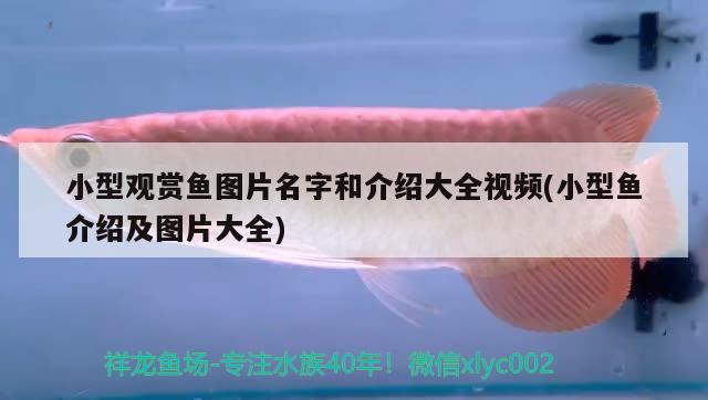 小型觀賞魚圖片名字和介紹大全視頻(小型魚介紹及圖片大全) 小型觀賞魚