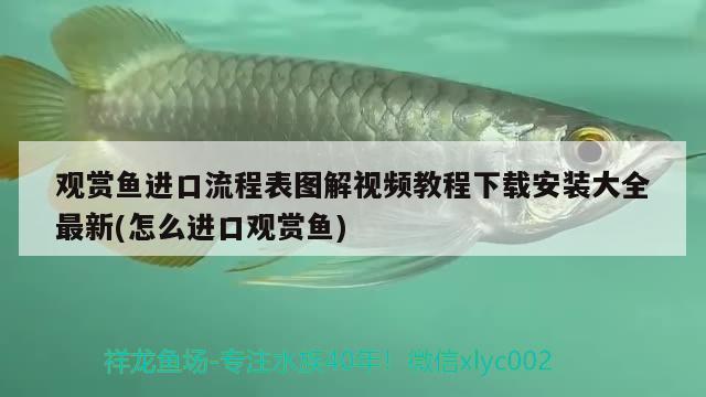 觀賞魚(yú)進(jìn)口流程表圖解視頻教程下載安裝大全最新(怎么進(jìn)口觀賞魚(yú)) 觀賞魚(yú)進(jìn)出口