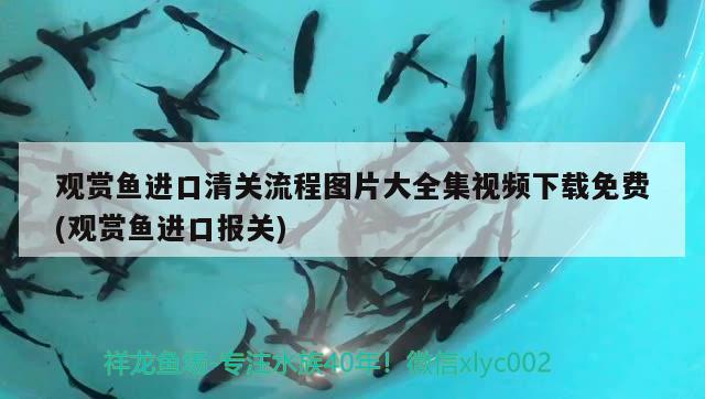 觀賞魚進口清關(guān)流程圖片大全集視頻下載免費(觀賞魚進口報關(guān)) 觀賞魚進出口