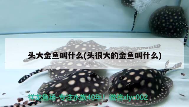 頭大金魚叫什么(頭很大的金魚叫什么) 恐龍王魚