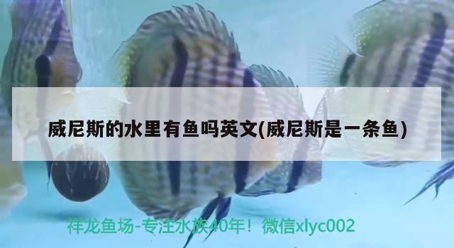 威尼斯的水里有魚嗎英文(威尼斯是一條魚)