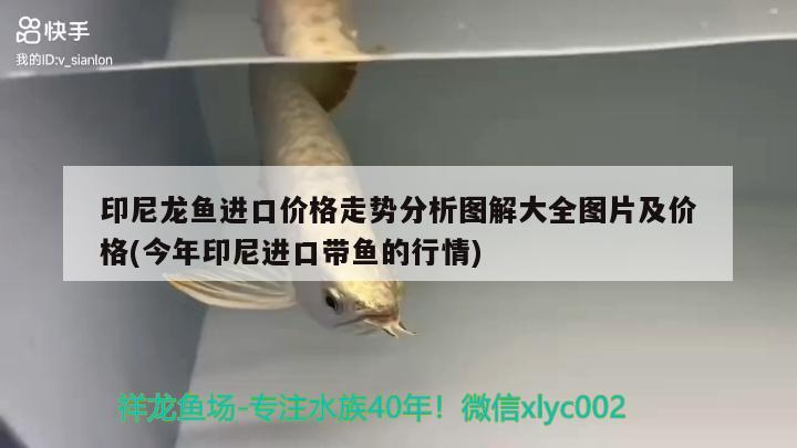 印尼龍魚進口價格走勢分析圖解大全圖片及價格(今年印尼進口帶魚的行情) 觀賞魚進出口