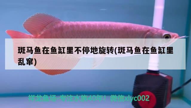 斑馬魚在魚缸里不停地旋轉(zhuǎn)(斑馬魚在魚缸里亂竄) 青龍魚