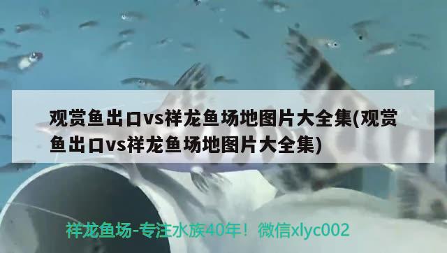 觀賞魚出口vs祥龍魚場地圖片大全集(觀賞魚出口vs祥龍魚場地圖片大全集)