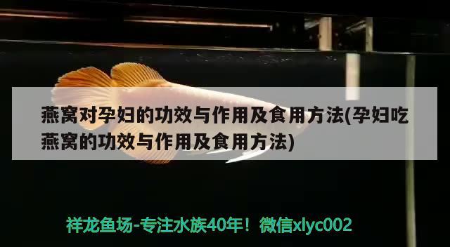 燕窩對孕婦的功效與作用及食用方法(孕婦吃燕窩的功效與作用及食用方法)