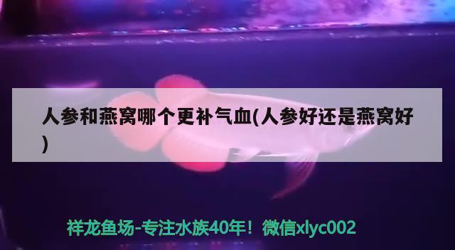 人參和燕窩哪個(gè)更補(bǔ)氣血(人參好還是燕窩好) 馬來(lái)西亞燕窩