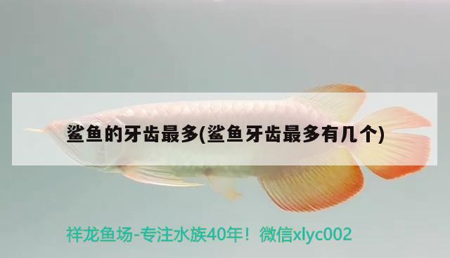 鯊魚的牙齒最多(鯊魚牙齒最多有幾個) 黃金鴨嘴魚