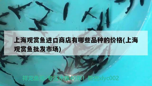 上海觀賞魚進口商店有哪些品種的價格(上海觀賞魚批發(fā)市場)