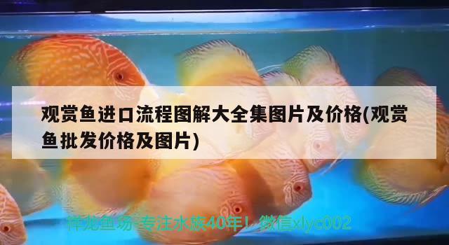 觀賞魚進(jìn)口流程圖解大全集圖片及價(jià)格(觀賞魚批發(fā)價(jià)格及圖片) 觀賞魚進(jìn)出口