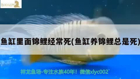 魚缸里面錦鯉經(jīng)常死(魚缸養(yǎng)錦鯉總是死)