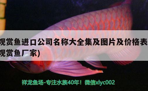 觀賞魚進(jìn)口公司名稱大全集及圖片及價(jià)格表(觀賞魚廠家) 觀賞魚進(jìn)出口