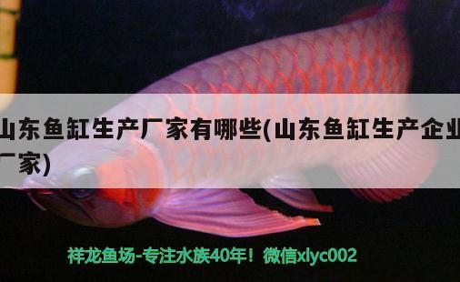 山東魚(yú)缸生產(chǎn)廠(chǎng)家有哪些(山東魚(yú)缸生產(chǎn)企業(yè)廠(chǎng)家) 大白鯊魚(yú)苗