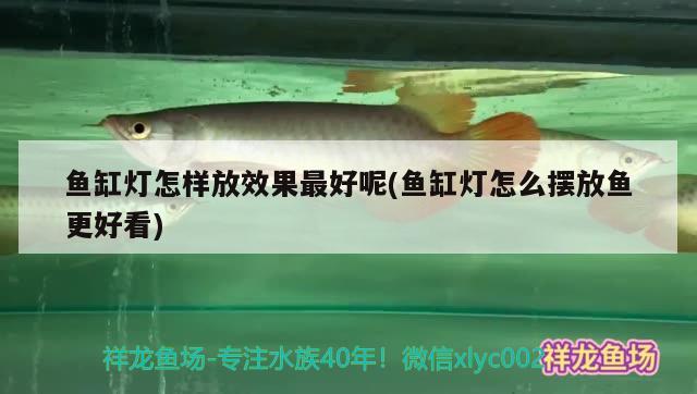 魚缸燈怎樣放效果最好呢(魚缸燈怎么擺放魚更好看) 福滿鉆魚