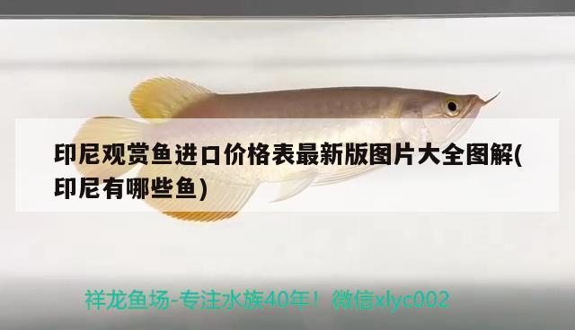 印尼觀賞魚(yú)進(jìn)口價(jià)格表最新版圖片大全圖解(印尼有哪些魚(yú))