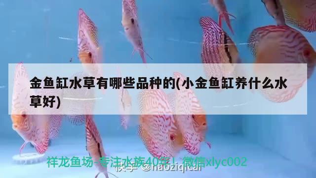 金魚缸水草有哪些品種的(小金魚缸養(yǎng)什么水草好)