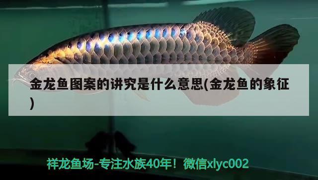 金龍魚圖案的講究是什么意思(金龍魚的象征) 黃金夢幻雷龍魚