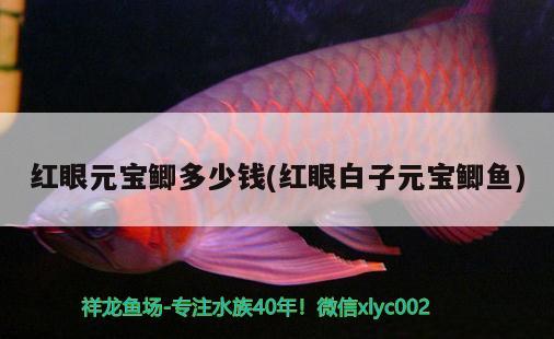 紅眼元寶鯽多少錢(qián)(紅眼白子元寶鯽魚(yú))