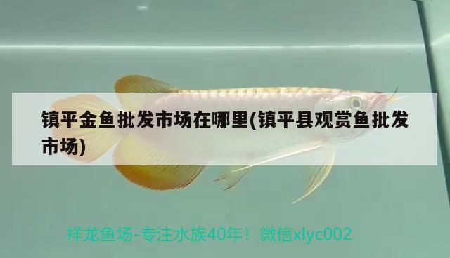 鎮(zhèn)平金魚批發(fā)市場(chǎng)在哪里(鎮(zhèn)平縣觀賞魚批發(fā)市場(chǎng)) 觀賞魚批發(fā)