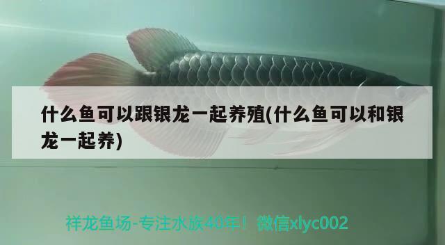 什么魚可以跟銀龍一起養(yǎng)殖(什么魚可以和銀龍一起養(yǎng)) 野生埃及神仙魚