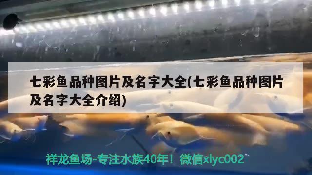 七彩魚品種圖片及名字大全(七彩魚品種圖片及名字大全介紹) 白寫錦鯉魚