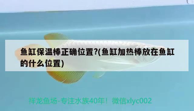 魚缸保溫棒正確位置?(魚缸加熱棒放在魚缸的什么位置) 虎魚百科 第3張