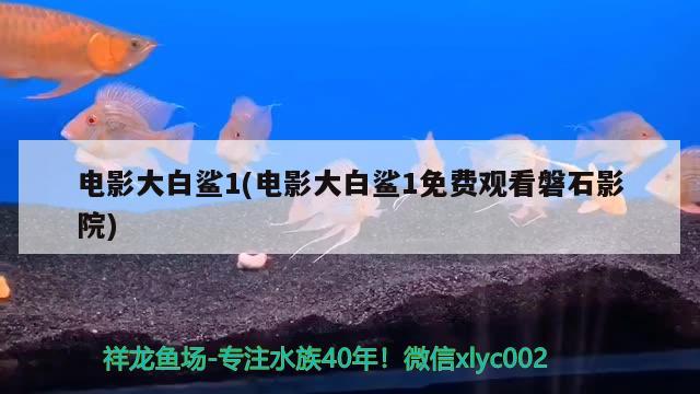 電影大白鯊1(電影大白鯊1免費(fèi)觀看磐石影院) 黃寬帶蝴蝶魚