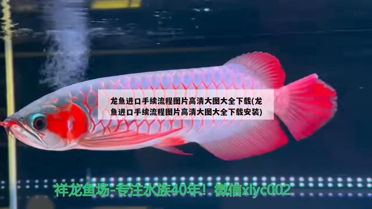 龍魚進口手續(xù)流程圖片高清大圖大全下載(龍魚進口手續(xù)流程圖片高清大圖大全下載安裝)