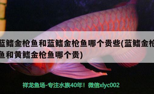 藍(lán)鰭金槍魚(yú)和藍(lán)鰭金槍魚(yú)哪個(gè)貴些(藍(lán)鰭金槍魚(yú)和黃鰭金槍魚(yú)哪個(gè)貴) 白子銀龍苗（黃化銀龍苗）