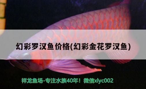 幻彩羅漢魚價(jià)格(幻彩金花羅漢魚) 羅漢魚