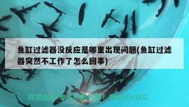 魚缸過濾器沒反應(yīng)是哪里出現(xiàn)問題(魚缸過濾器突然不工作了怎么回事) 委內(nèi)瑞拉奧里諾三間魚苗