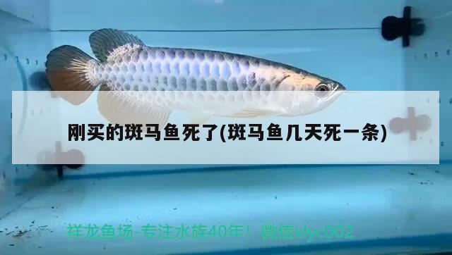 剛買的斑馬魚死了(斑馬魚幾天死一條) 埃及神仙魚