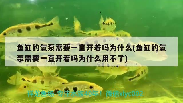 魚缸的氧泵需要一直開著嗎為什么(魚缸的氧泵需要一直開著嗎為什么用不了)