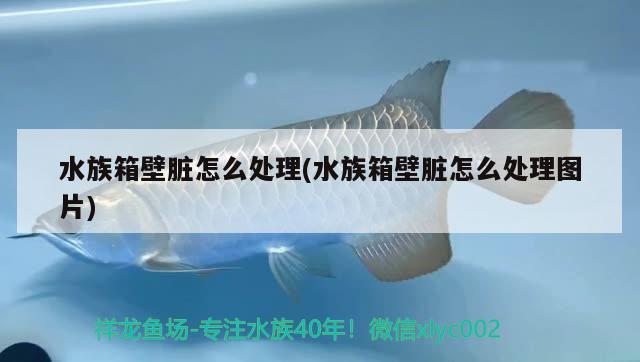 水族箱壁臟怎么處理(水族箱壁臟怎么處理圖片) 魚(yú)缸/水族箱