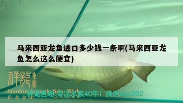 馬來(lái)西亞龍魚(yú)進(jìn)口多少錢一條啊(馬來(lái)西亞龍魚(yú)怎么這么便宜) 觀賞魚(yú)進(jìn)出口