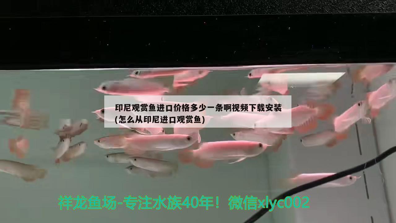 印尼觀賞魚進(jìn)口價格多少一條啊視頻下載安裝(怎么從印尼進(jìn)口觀賞魚) 觀賞魚進(jìn)出口