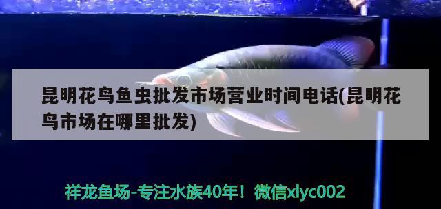 昆明花鳥魚蟲批發(fā)市場(chǎng)營(yíng)業(yè)時(shí)間電話(昆明花鳥市場(chǎng)在哪里批發(fā))