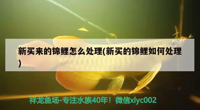 新買來的錦鯉怎么處理(新買的錦鯉如何處理) 2024第28屆中國國際寵物水族展覽會CIPS（長城寵物展2024 CIPS）