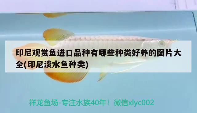 印尼觀賞魚進口品種有哪些種類好養(yǎng)的圖片大全(印尼淡水魚種類) 觀賞魚進出口