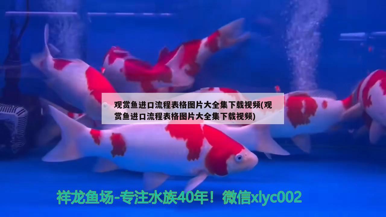 觀賞魚進(jìn)口流程表格圖片大全集下載視頻(觀賞魚進(jìn)口流程表格圖片大全集下載視頻)