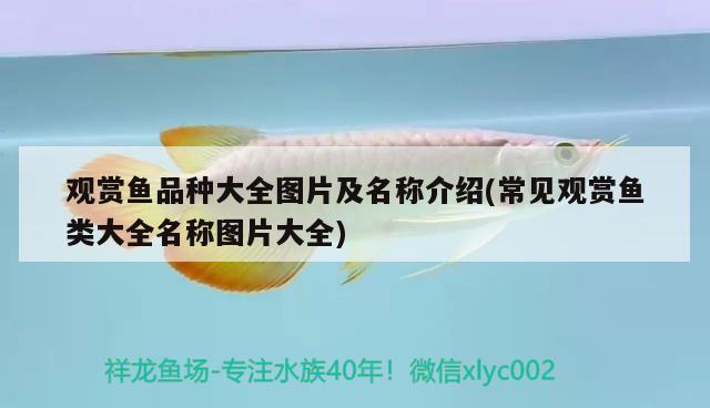 觀賞魚品種大全圖片及名稱介紹(常見觀賞魚類大全名稱圖片大全) 鴨嘴鯊魚